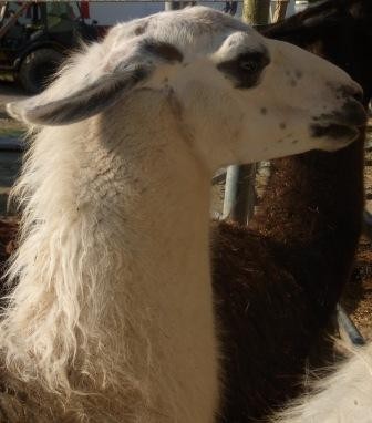 Lama